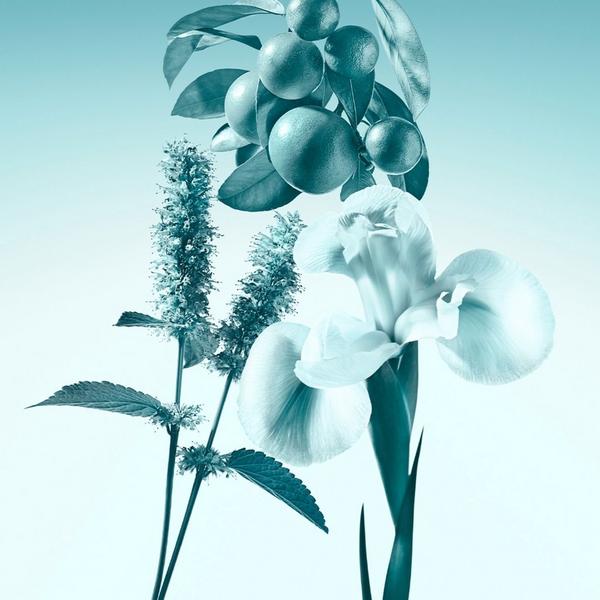 Ulta Tiffany & Co.  Tiffany Eau De Parfum 3-Piece Gift Set