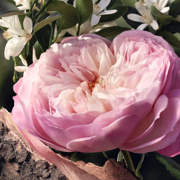 Ulta Chloé  Chloé Eau De Parfum Naturelle