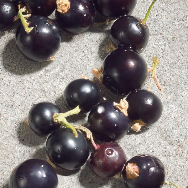 Ulta Dolce&Gabbana  Dolce Violet Eau De Toilette