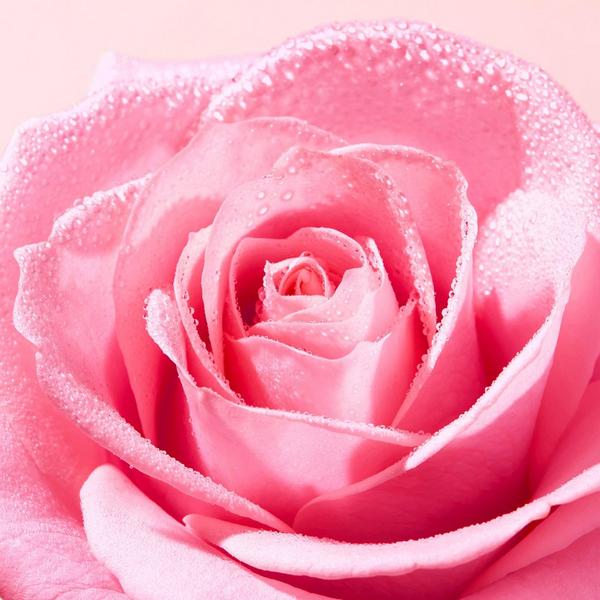 Ulta Nuxe  Very Rose Cleansing Foam